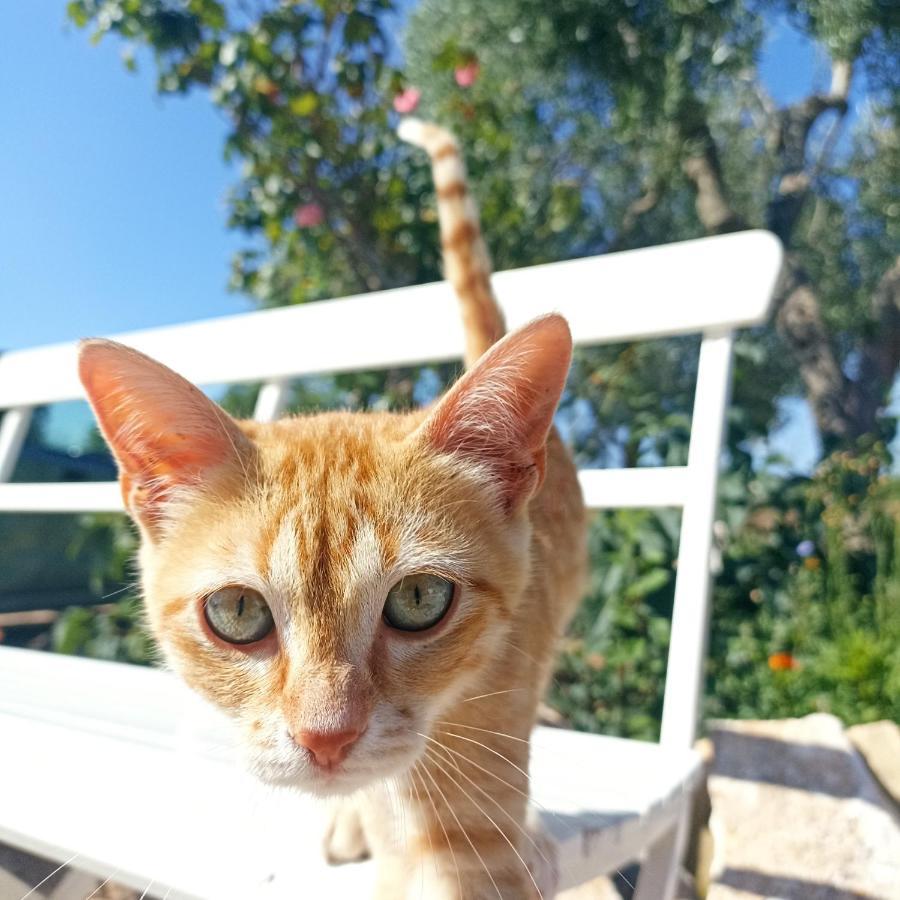 マルティナ・フランカ Trullo22ヴィラ エクステリア 写真